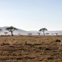 TZA MAR SerengetiNP 2016DEC23 Seronera 003 : 2016, 2016 - African Adventures, Africa, Date, December, Eastern, Mara, Month, Places, Serengeti National Park, Seronera, Tanzania, Trips, Year